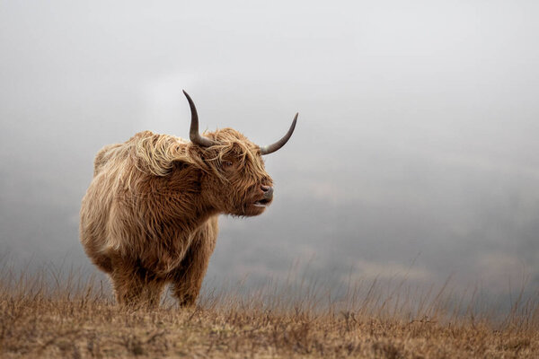 Highland Cattle Cow Moorland Exmoor Somerset Royalty Free Stock Images