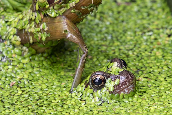 人間の一般的なカエルは池を作った ストック画像
