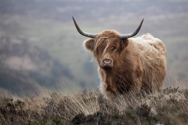 サマセット州エクスモアのムーアランドにあるハイランド牛 ロイヤリティフリーのストック画像