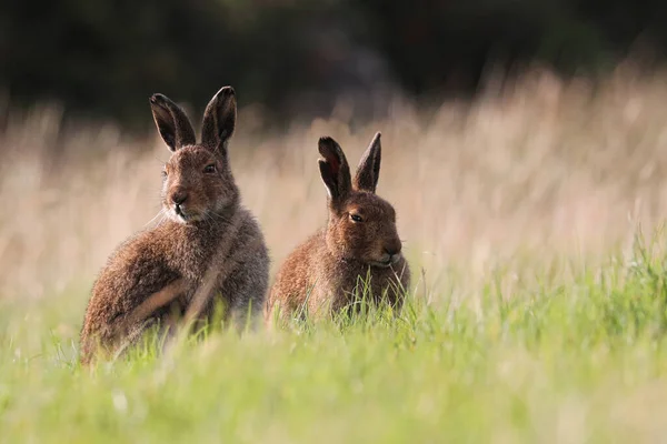 两只野兔坐在草地上 图库照片