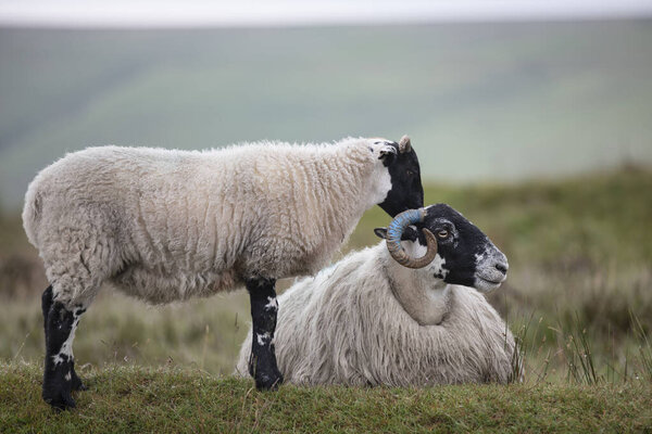 Sheep Grazing Misty Morning Royalty Free Stock Images
