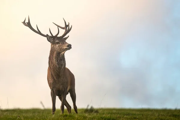 单头红鹿站在草地上 背后是天空 带着非常狭窄的视野拍摄的 免版税图库图片