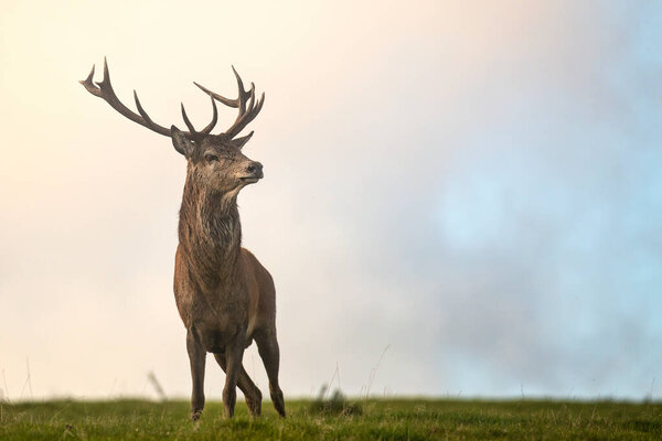Single Red Deer Stag Standing Grass Sky Background Taken Very Royalty Free Stock Images