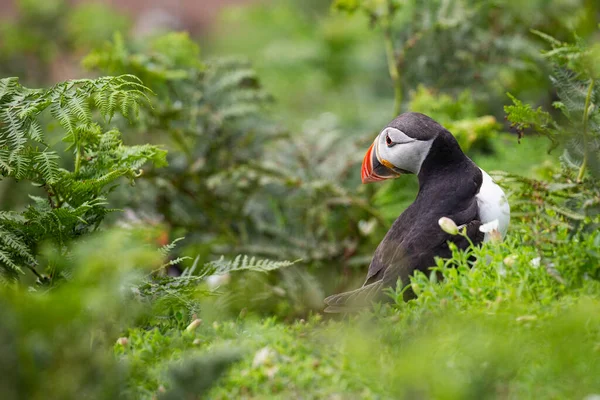 Colorido Pájaro Frailecillo Pie Suelo Sobre Una Planta Imagen De Stock