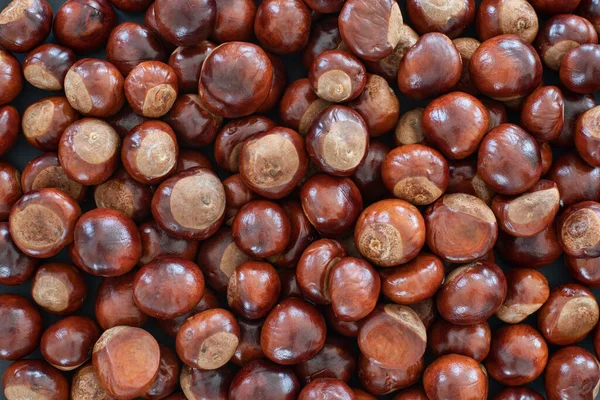 Pile Brown Horse Chestnuts Also Known Conkers Stock Photo