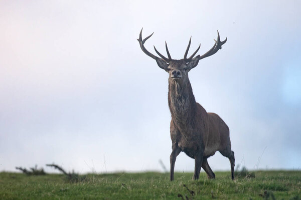 Single Red Deer Stag Standing Grass Sky Background Taken Very Stock Picture