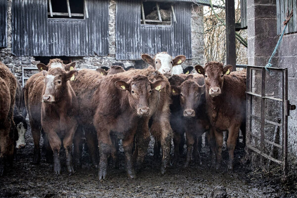 Brown White Cows Farmland Royalty Free Stock Photos