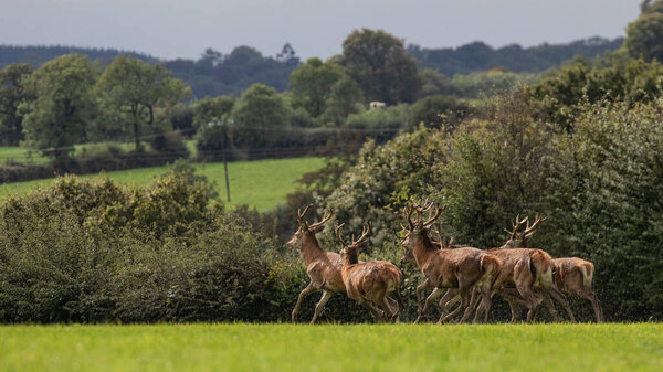 Red Deer Stag Stag Doe Exmoor Rain Royalty Free Stock Images