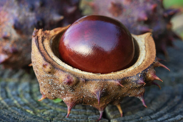 Shiny Brown Horse Chestnut Conker Broken Spiky Outer Casing Sitting Stock Picture