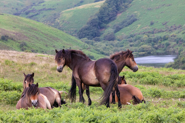 Exmoor Ponies Stood Nature Stock Image