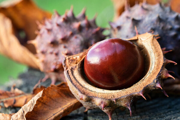 Shiny Brown Horse Chestnut Conker Broken Spiky Outer Casing Sitting Stock Photo