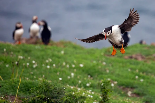 Pássaro Puffin Colorido Voando Fotografia De Stock