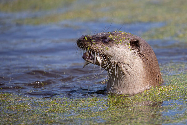 Close Otter Swimming Water Stock Picture