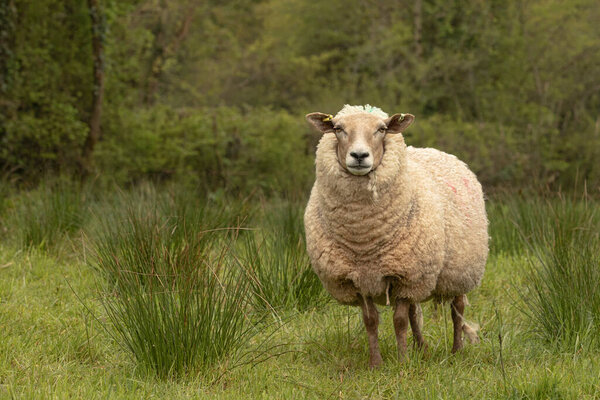 Sheep Grazing Misty Morning Stock Image