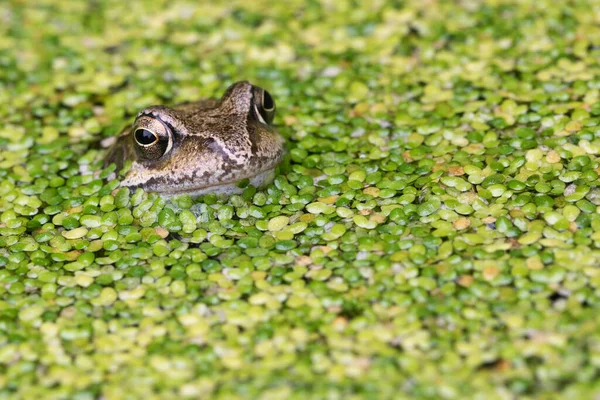 Gemeiner Frosch Künstlich Angelegten Teich lizenzfreie Stockfotos