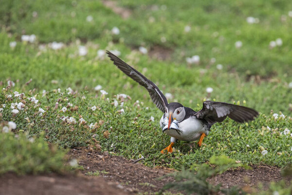 Colourful Puffin Bird Flying Stock Photo