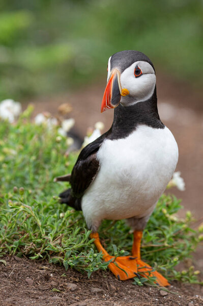 Colourful Puffin Bird Standing Ground Plant Royalty Free Stock Images