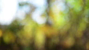 Sarı sonbahar yaprak