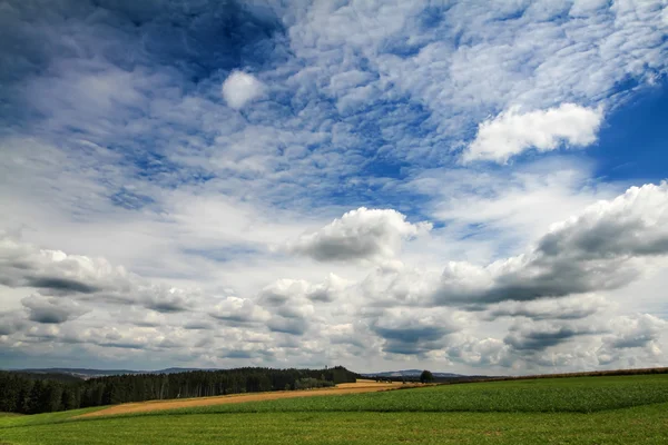 Letní krajina se zelenou trávou — Stock fotografie