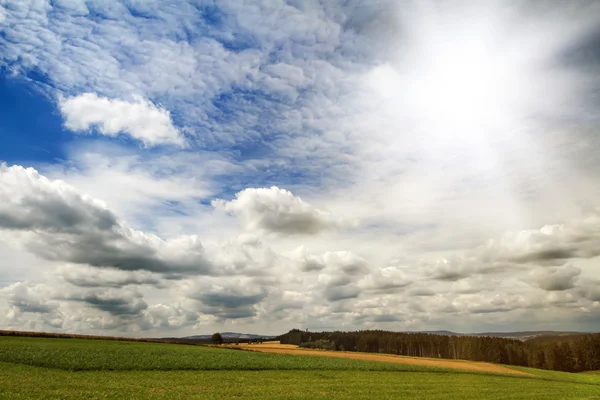 Summer landscape with green grass — Stock Photo, Image