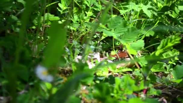 Herbe verte fraîche 