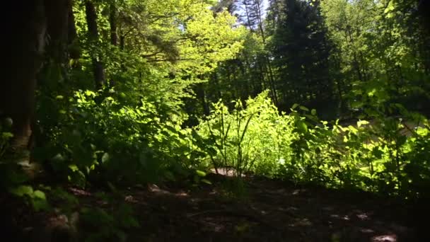 Arbres verts dans la forêt — Video