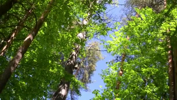 arbres verts dans la forêt