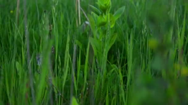 Fresh green grass — Stock Video