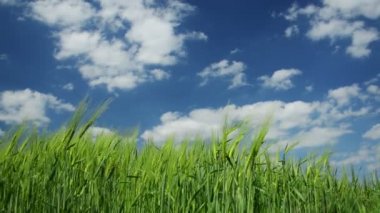 Taze yeşil çimenler