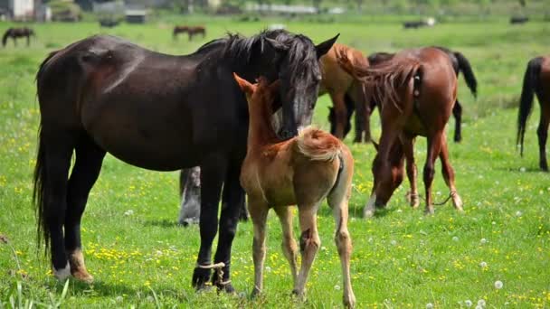 Pâturage de lièvres et de poulains sur l'herbe 