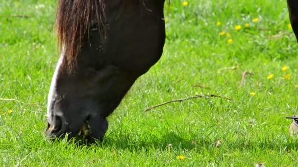 Paard eten vers gras — Stockvideo