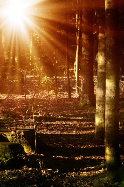 Foresta autunnale, illuminata dal sole — Foto Stock