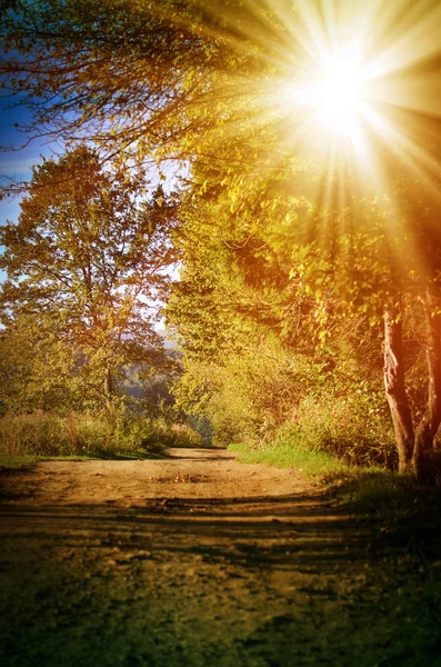 Floresta de outono, iluminada pelo sol — Fotografia de Stock