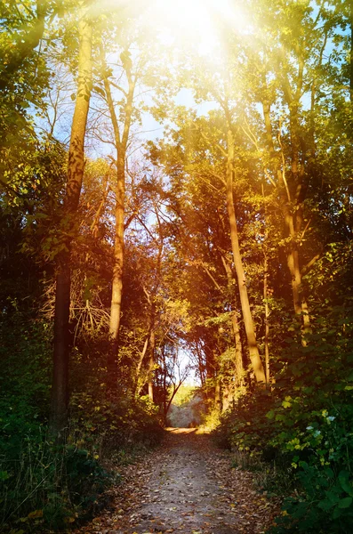 Trilha florestal ao longo das árvores altas — Fotografia de Stock