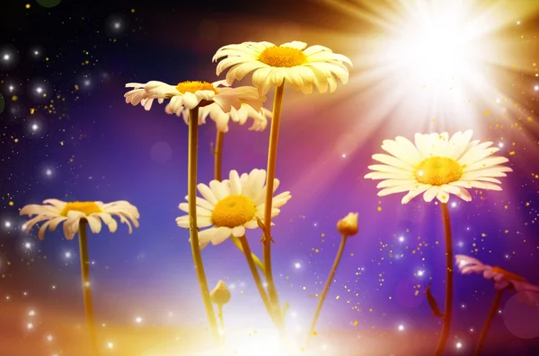 Yellow of daisies, lit by the sun — Stock Photo, Image