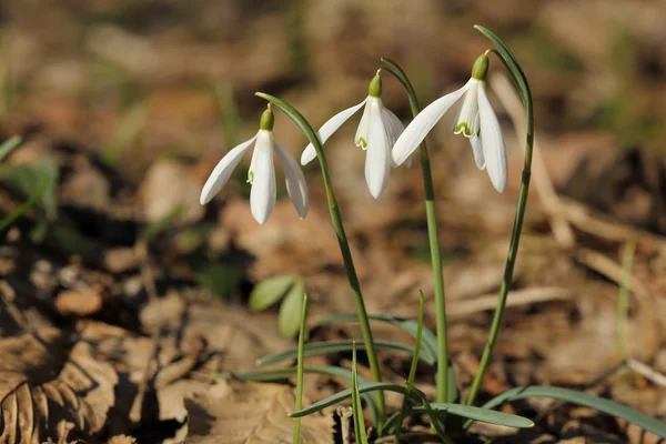 Snowdrops spring flowers. — Stock Photo, Image