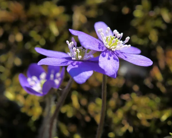 Blooming anemone hepatica — Stock Photo, Image