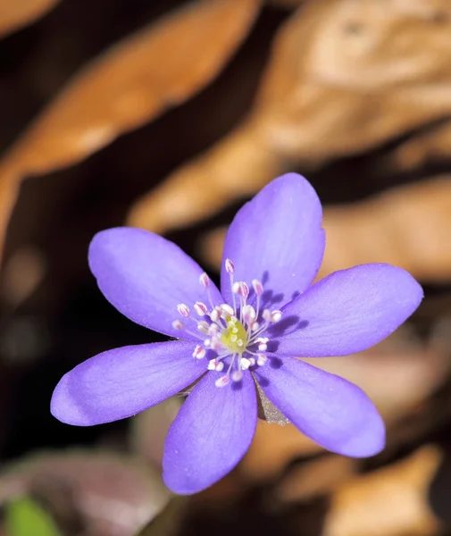 Blooming anemone hepatica — Stock Photo, Image