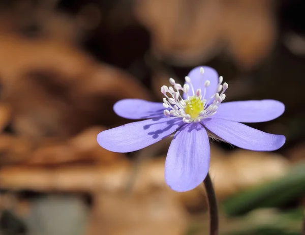 Anemone hepatica blooming in the forest. — Stock Photo, Image