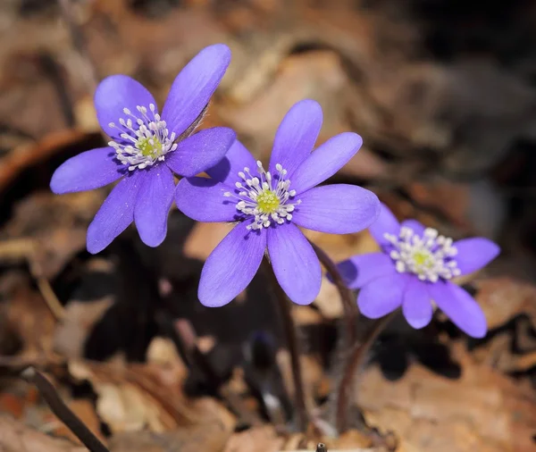 Anemone hepatica blooming in the forest. — Stock Photo, Image