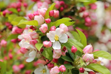 Çiçek açan elma ağacı.