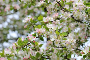 Çiçek açan elma ağacı.