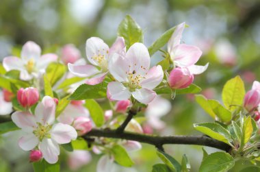 Çiçek açan elma ağacı.