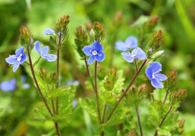 Mavi çiçekler bird's-eye.