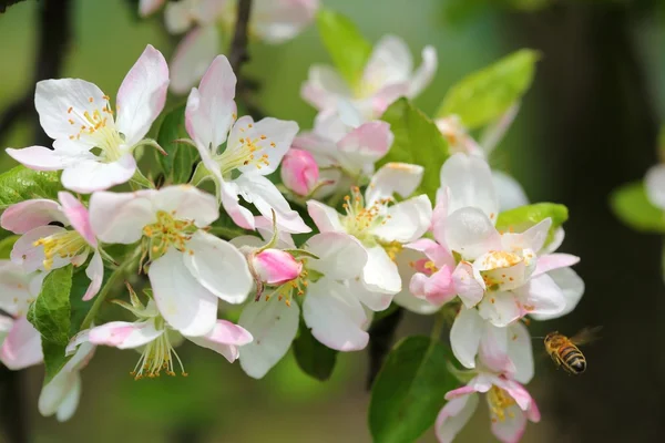 Manzano en flor . — Foto de Stock