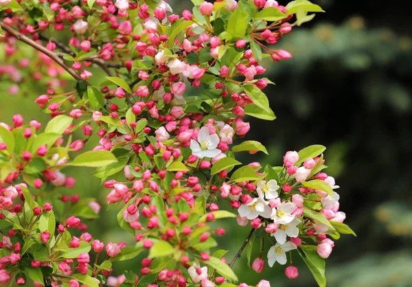 Bloeiende appelboom. — Stockfoto