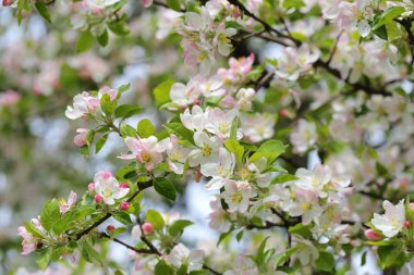 elma ağacı dalları.