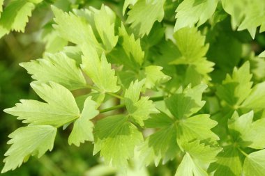 Selâmotu. Yeşil bahar.