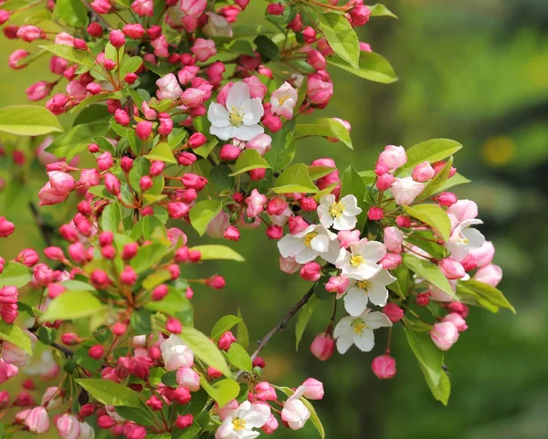 Apple tree branches. — Stock Photo, Image