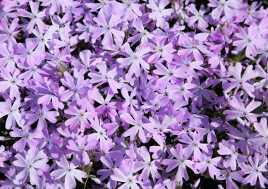 renkli bahar çiçekleri.